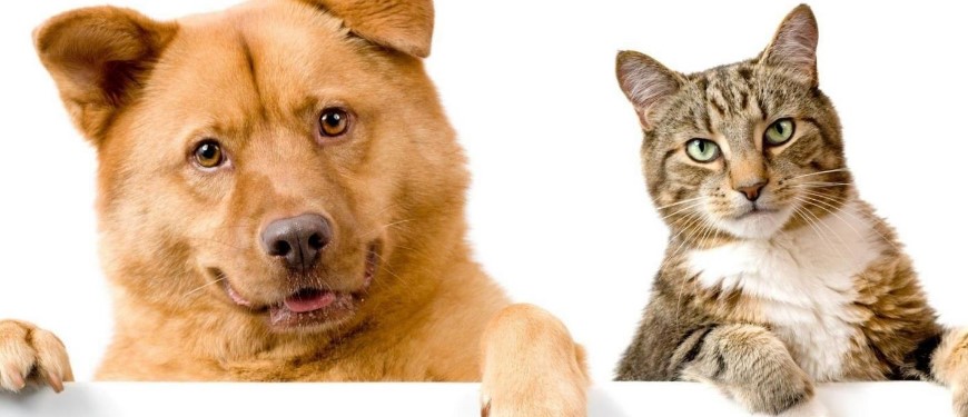 Evcil Hayvanınız İçin İyi Bir Veteriner Kliniği Nasıl Seçilir?