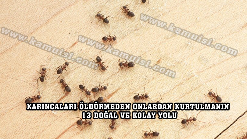 KARINCALARI ÖLDÜRMEDEN ONLARDAN KURTULMANIN 13 DOĞAL VE KOLAY YOLU