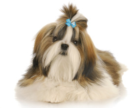 shih tzu