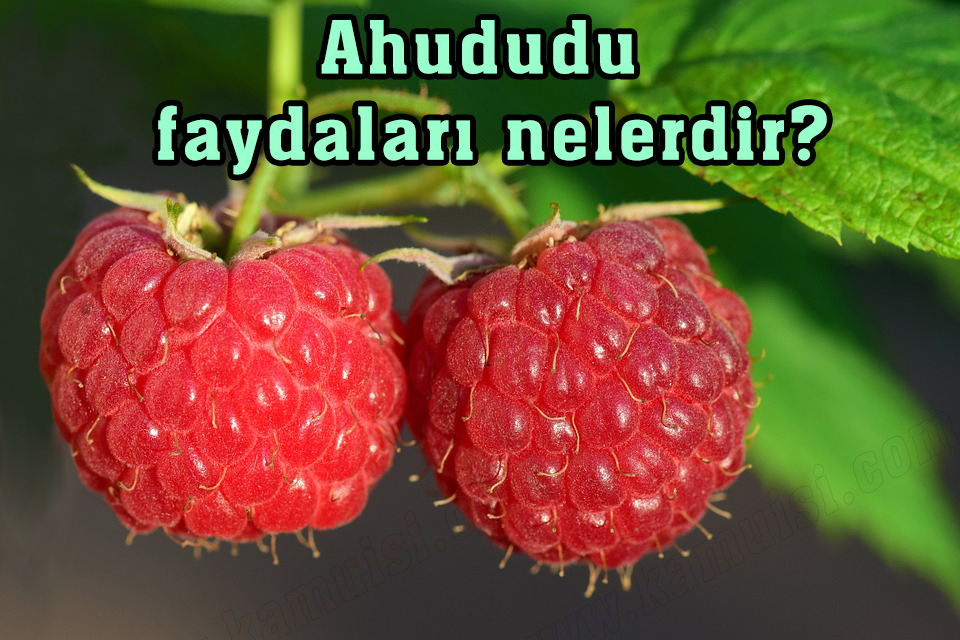 Ahududu faydaları nelerdir