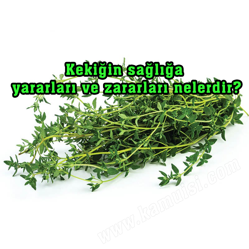 Kekiğin sağlığa yararları ve zararları nelerdir?
